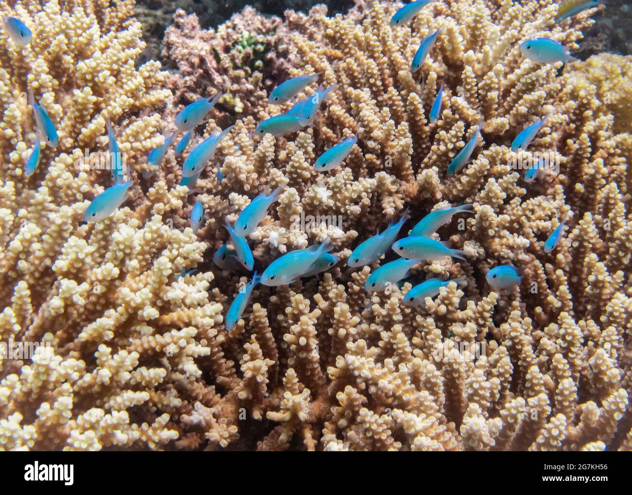 Blue-green Chromis fish swim above the coral, ready to hide in it. The ...