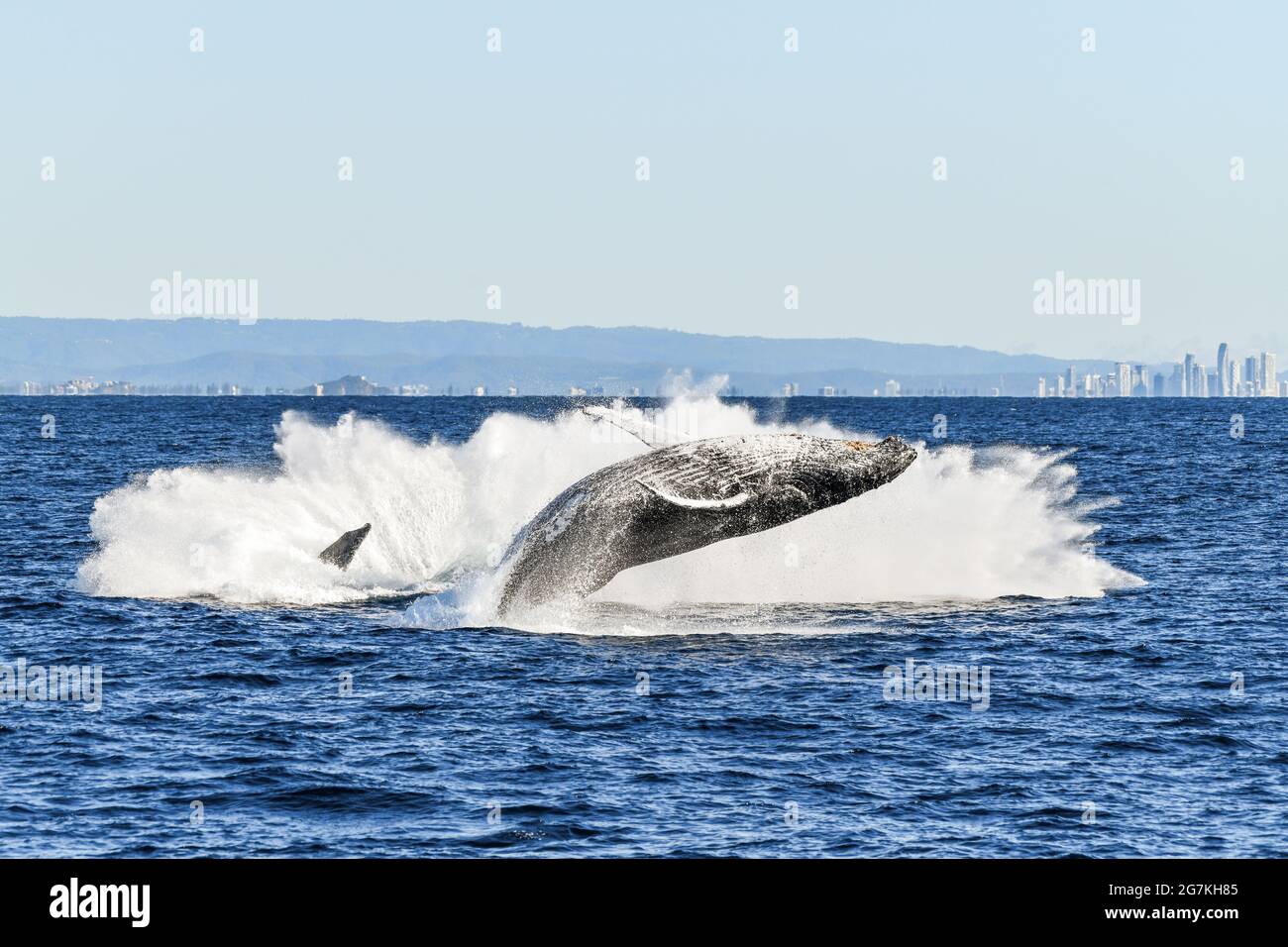 One whale finishing a breach while surrounded the the splash of another whale’s breach Stock Photo