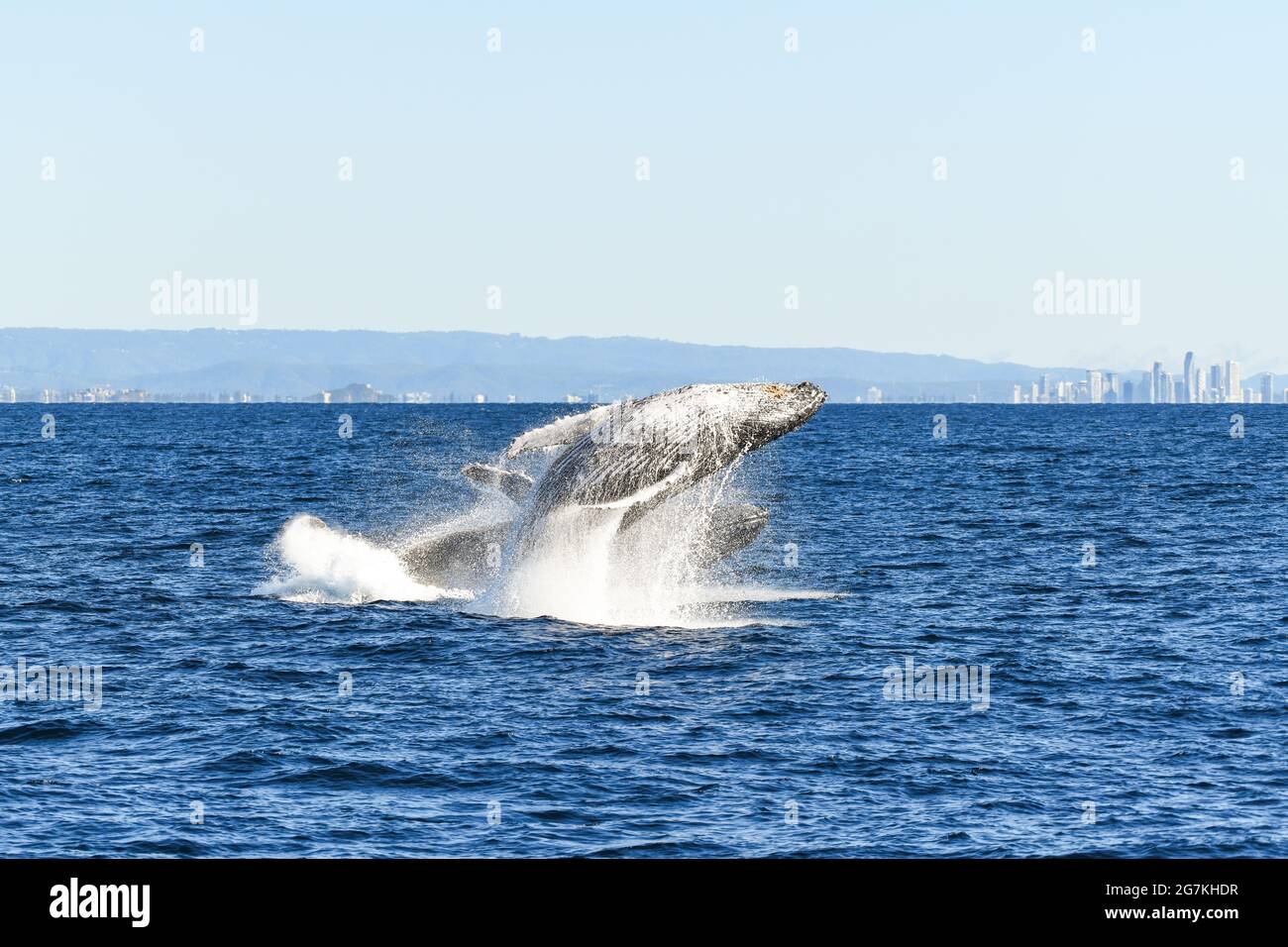 One whale breaching over another whale that has just breached Stock Photo