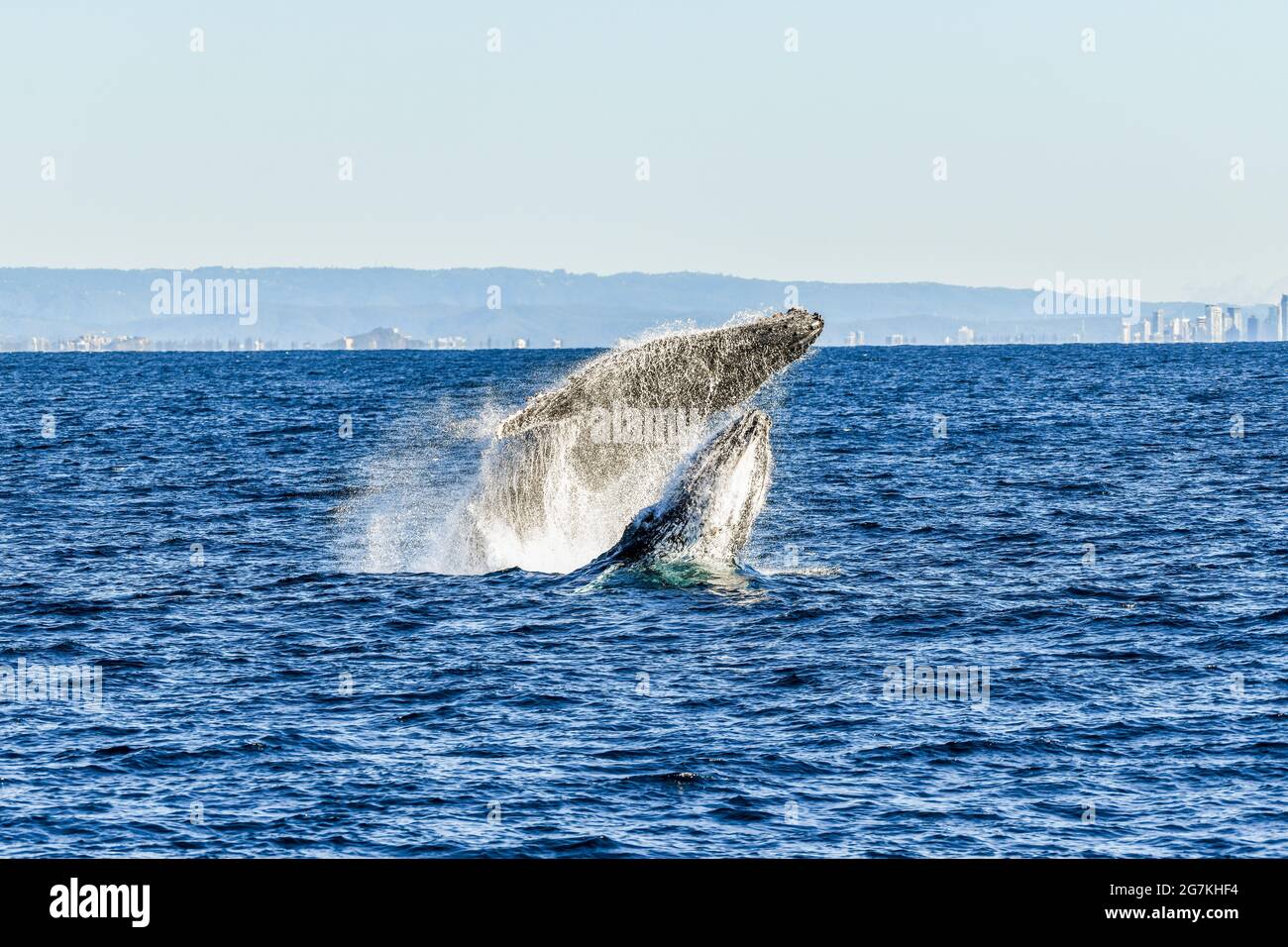 Two whales playing while breaching together in the ocean Stock Photo
