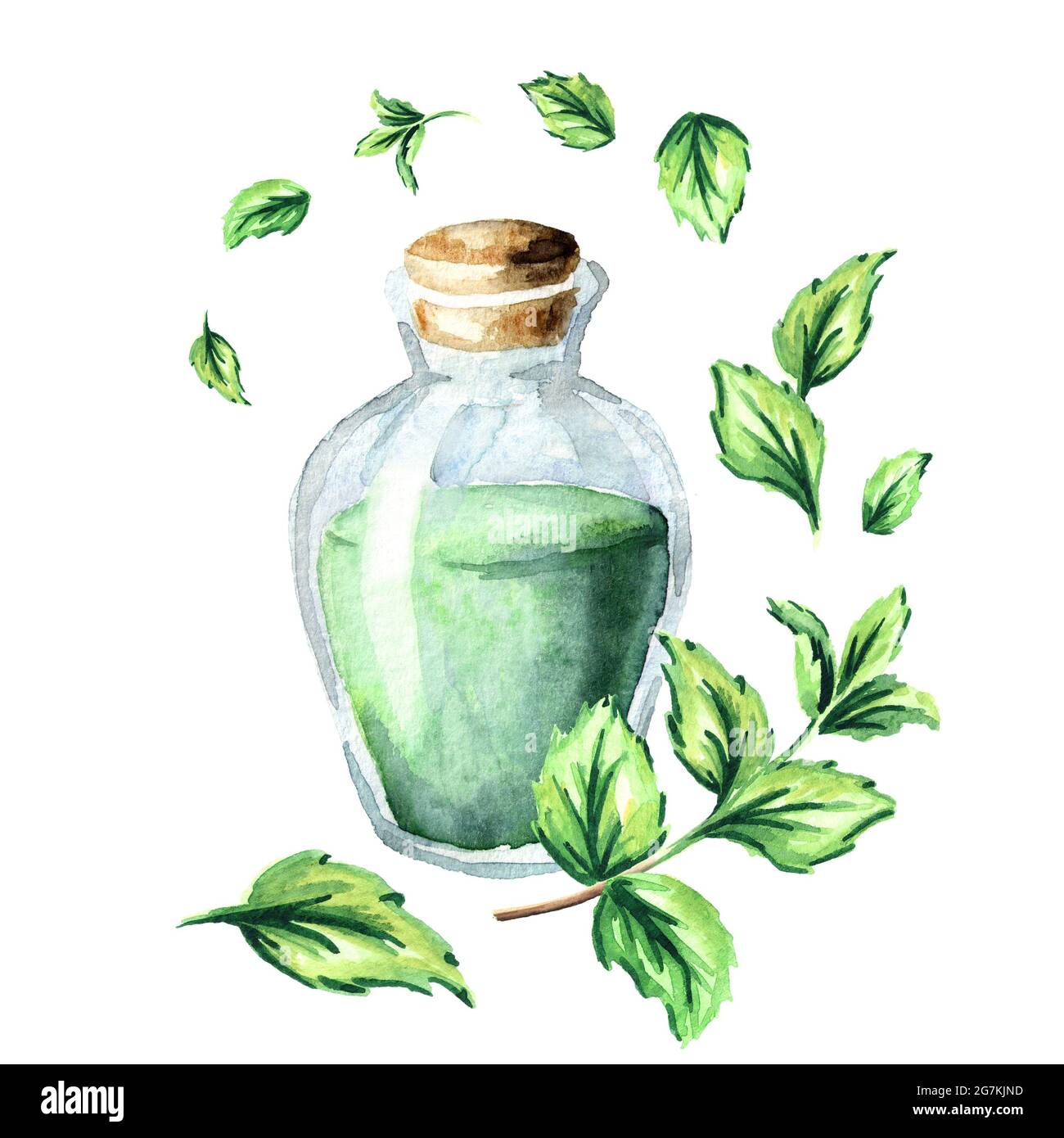 Peppermint essential oil composition. Watercolor hand drawn