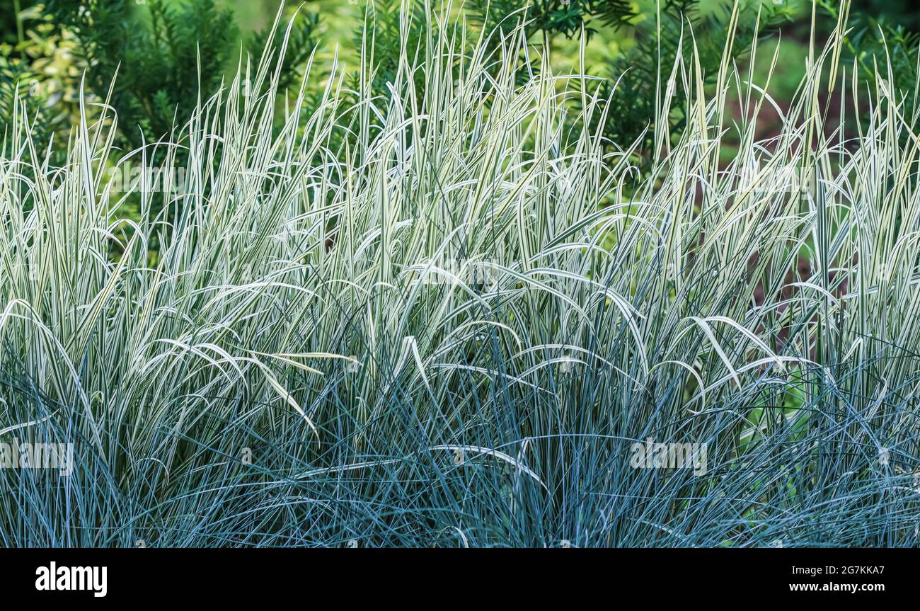Decorative blue grass and white green striped. Blue Fescue and Arrhenatherum elatius bulbosum variegatum. Natural background Stock Photo
