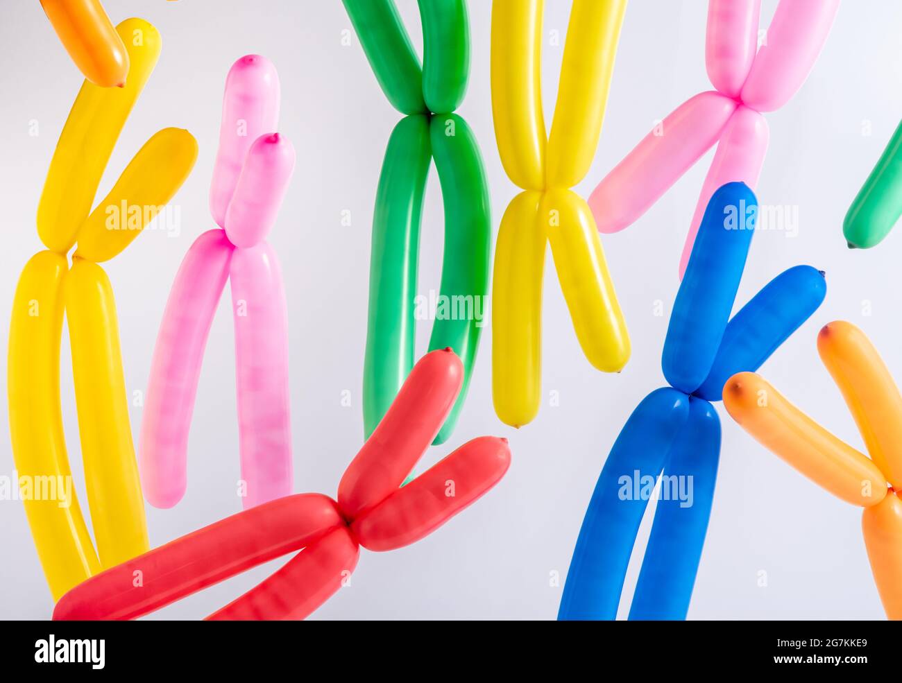 Multicolored modeling balloons as x chromosomes on white background. Scientific concept. Rectangle layout. Stock Photo