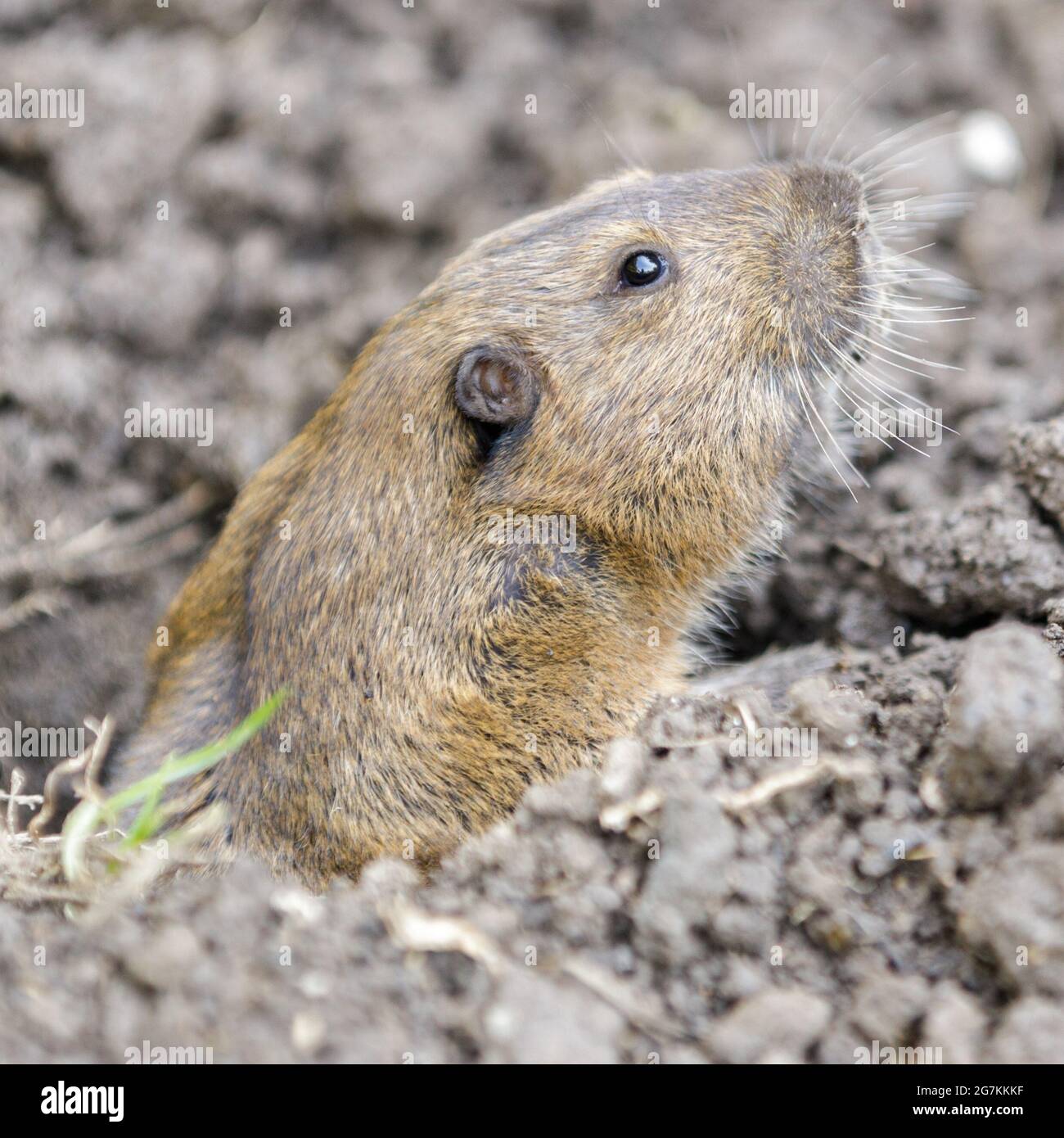 Pocket Gopher peeking out of burrow and cautiously. Santa Clara County, California, USA Stock