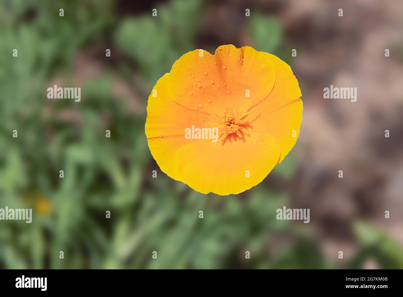 dreamy dewdrops on a softly lit golden yellow California Poppy Eschscholzia californica flower with a blurred garden background Stock Photo
