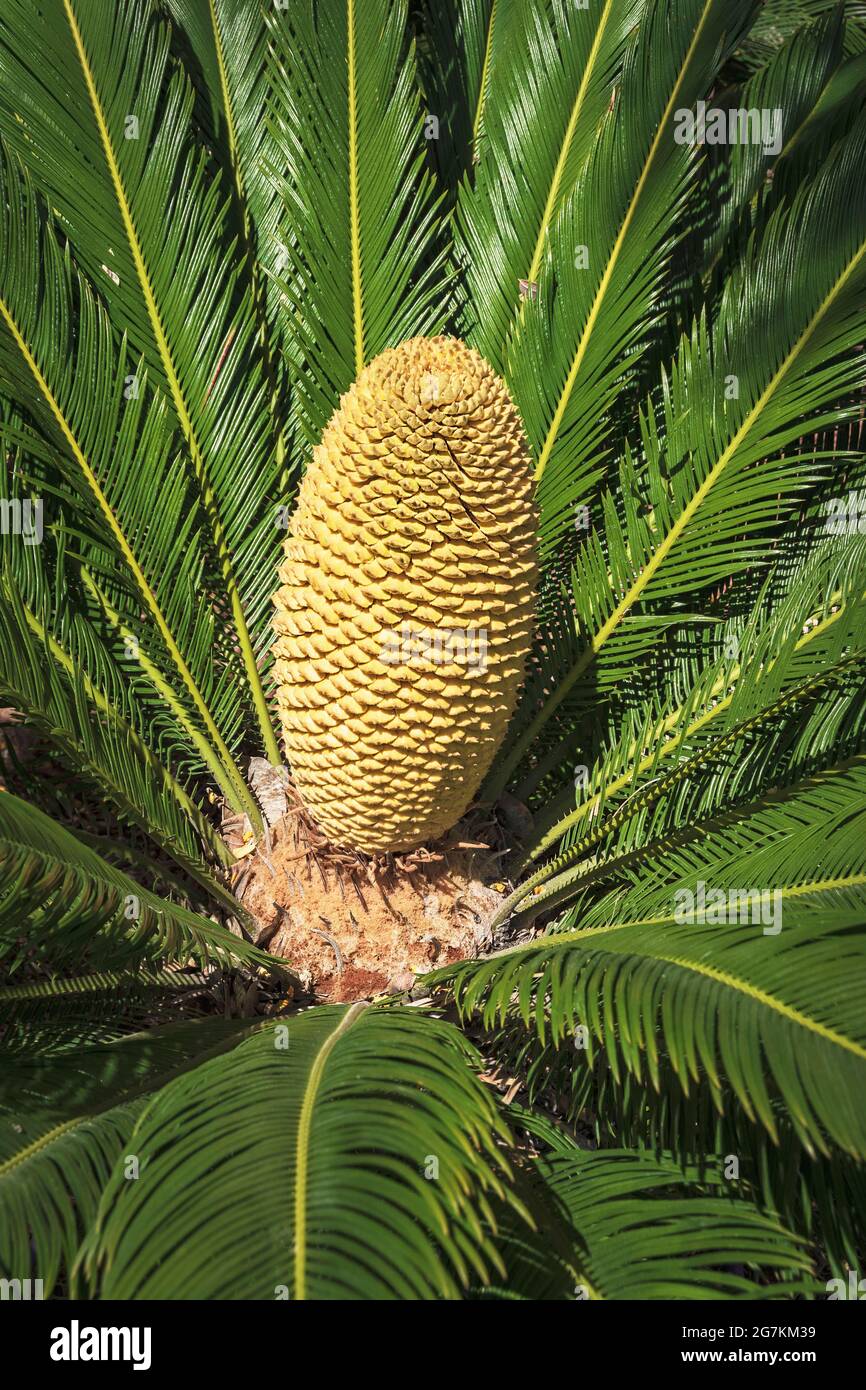 a still growing young butter yellow male sago palm Cycas revoluta flower surrounded by the long feathery bright green fronds Stock Photo