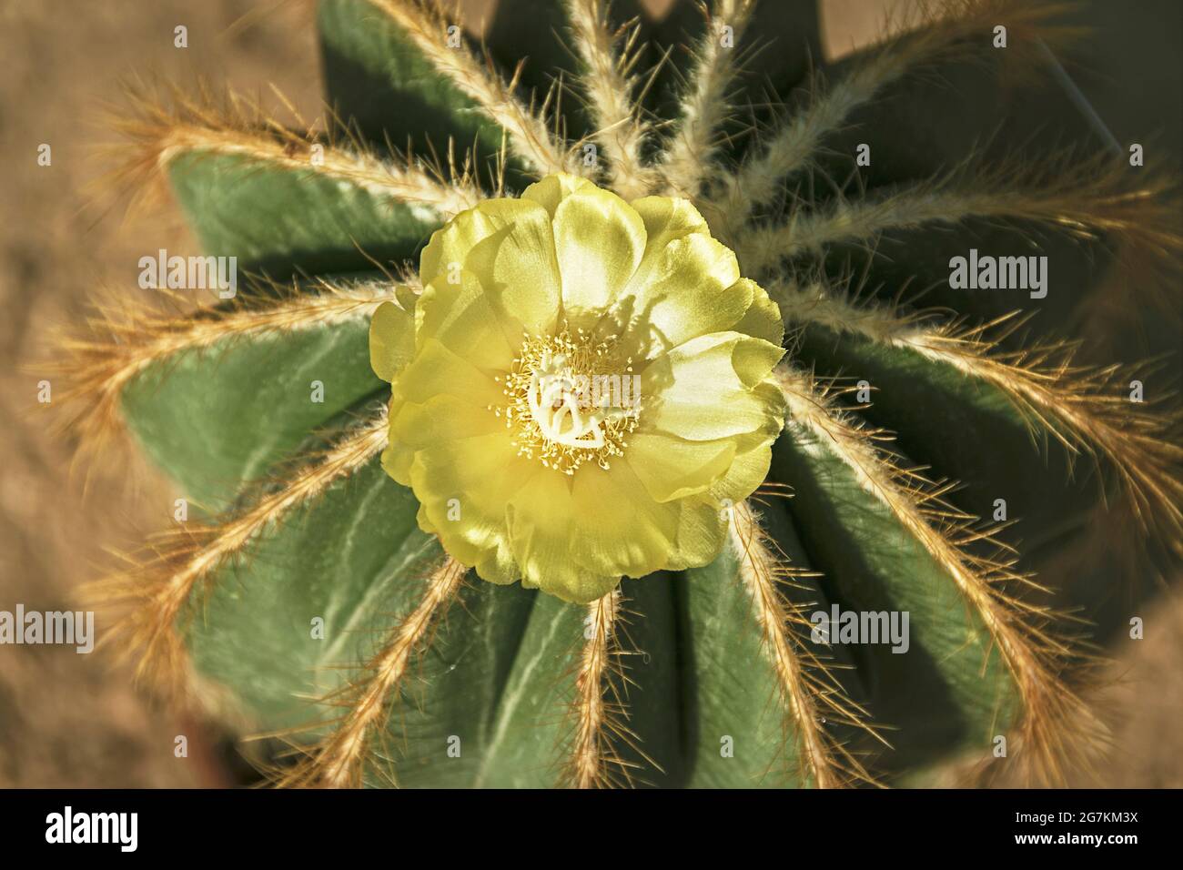 top view of a single shimmering bright yellow flower on a small symmetrical Parodia magnifica balloon cactus plant with blurred soil in the background Stock Photo