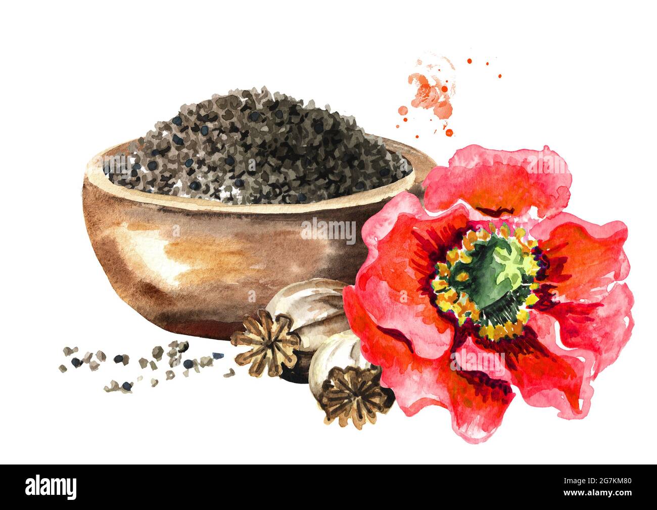 Bowl with Red poppy seeds, flower and Dry heads. Hand drawn watercolor