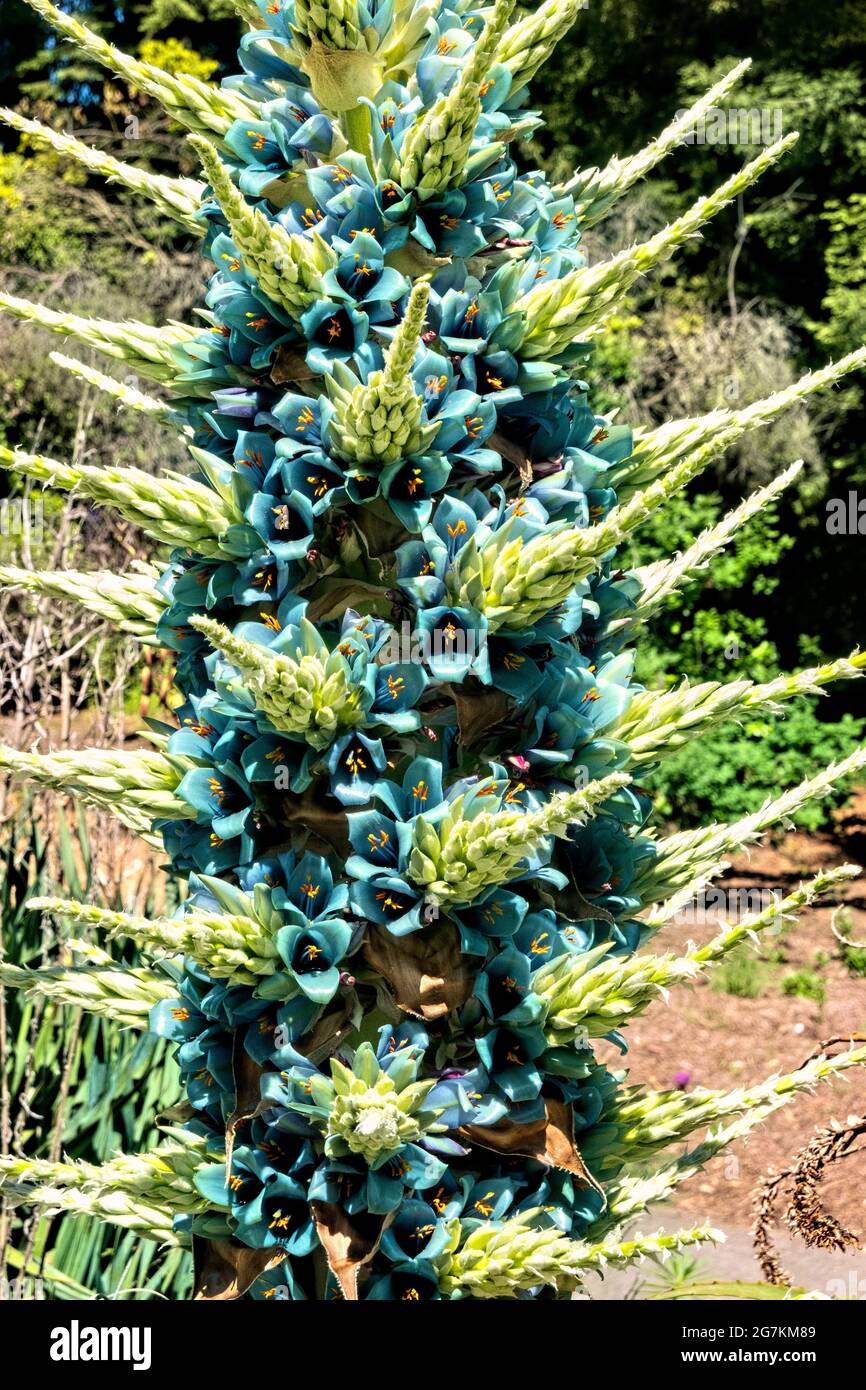 Chilean Puya berteroniana, botanical garden, San Francisco, California, U.S.A Stock Photo