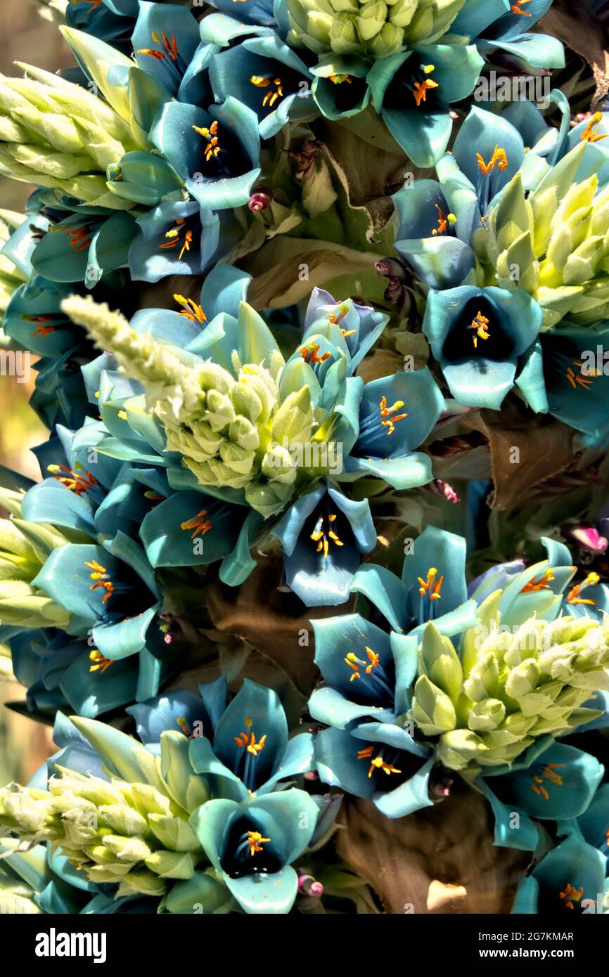 Chilean Puya berteroniana, botanical garden, San Francisco, California, U.S.A Stock Photo
