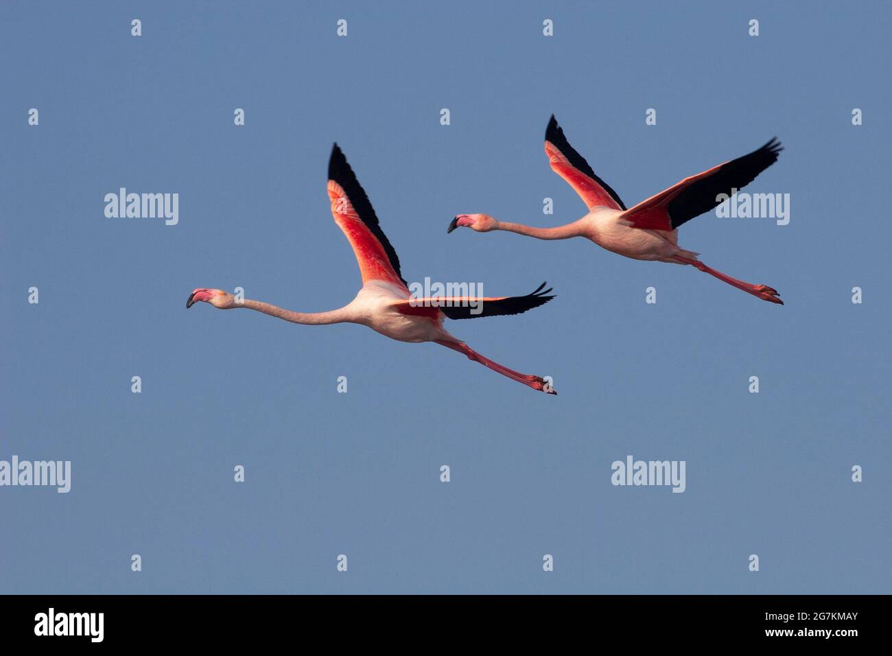 Pair of Greater Flamingos flying in the Camargue (Phoenicopterus roseus) Stock Photo