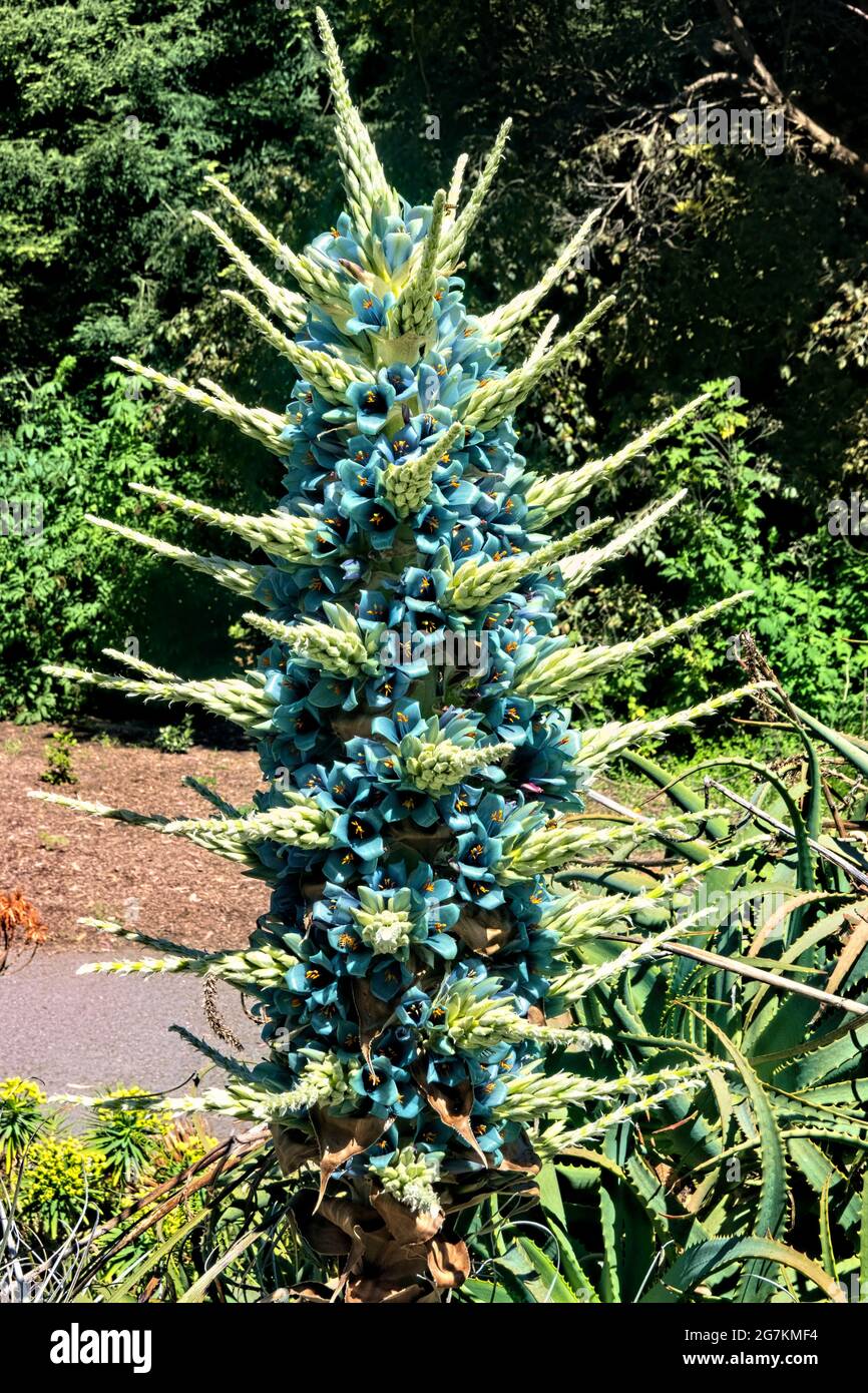 Chilean Puya berteroniana, botanical garden, San Francisco, California, U.S.A Stock Photo
