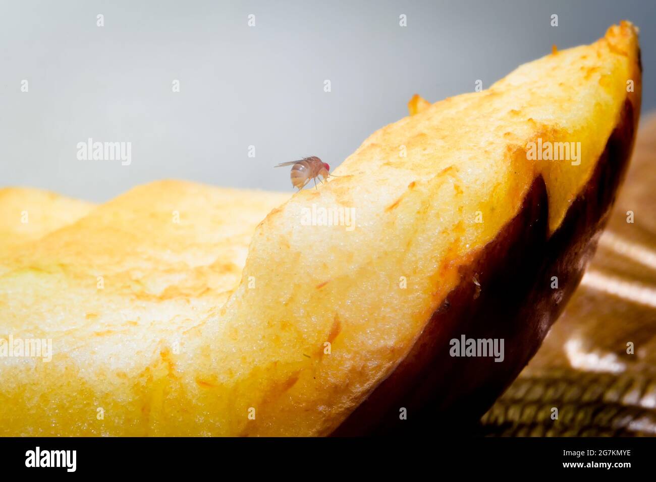 Fruit fly sucking juice from the slice of an apple. Fruit flies can