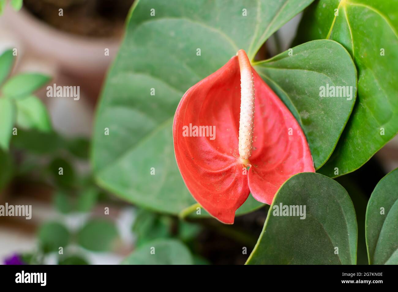 Red colored long lasting flower with leaves of anthurium house plant. Used selective focus. Stock Photo