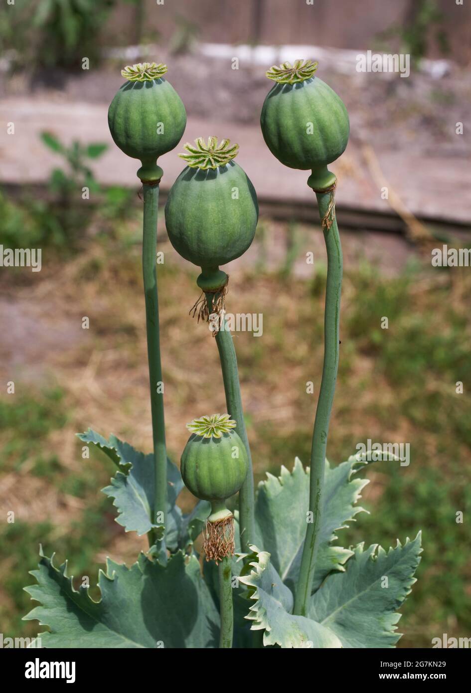 Papaver somniferum, commonly known as the opium poppy or breadseed poppy, is a species of flowering plant in the family Papaveraceae. Stock Photo