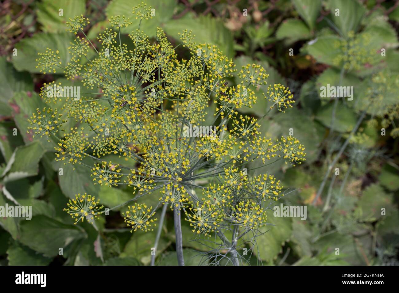 Dill (Anethum graveolens) is an annual herb in the celery family Apiaceae. It is the only species in the genus Anethum. Dill flowers, close-up. Stock Photo