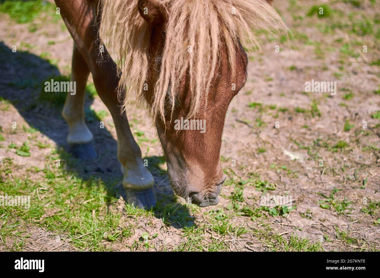 A Shetland pony is grazing in a meadow. Close up. Summer.  Stock Photo