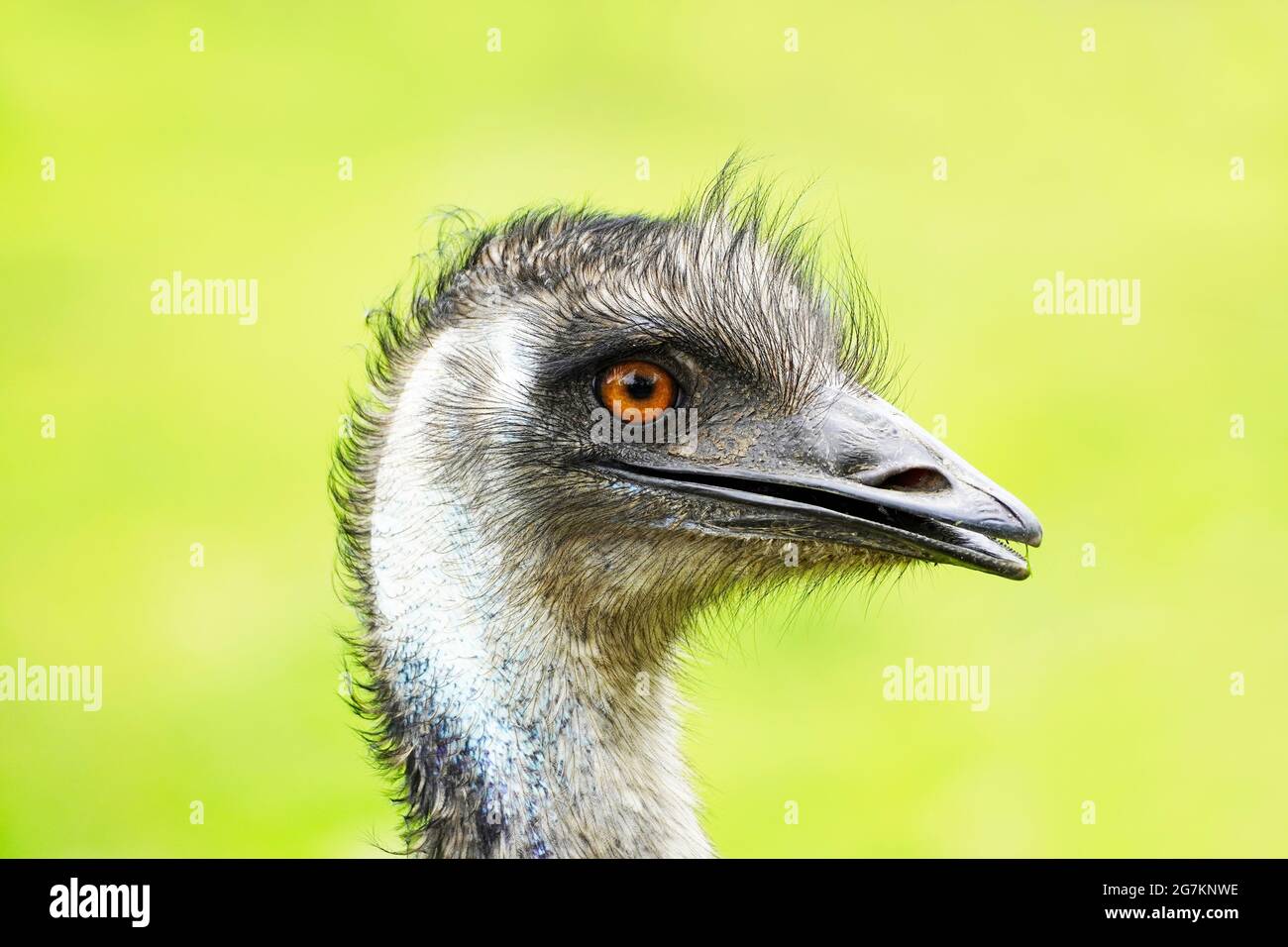 Portrait of an emu. Close up of large ratite with green background. Dromaius novaehollandiae. Stock Photo