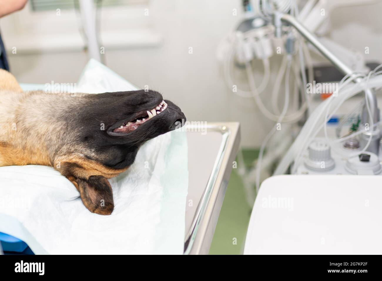 Dog under anesthesia during the surgery in a vet clinic.German shepherd is anesthetized