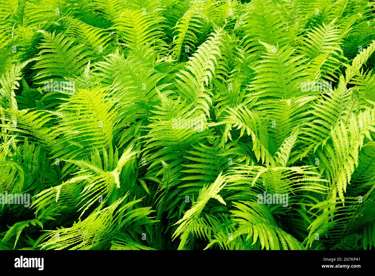 Fern backgrounds hi-res stock photography and images - Alamy