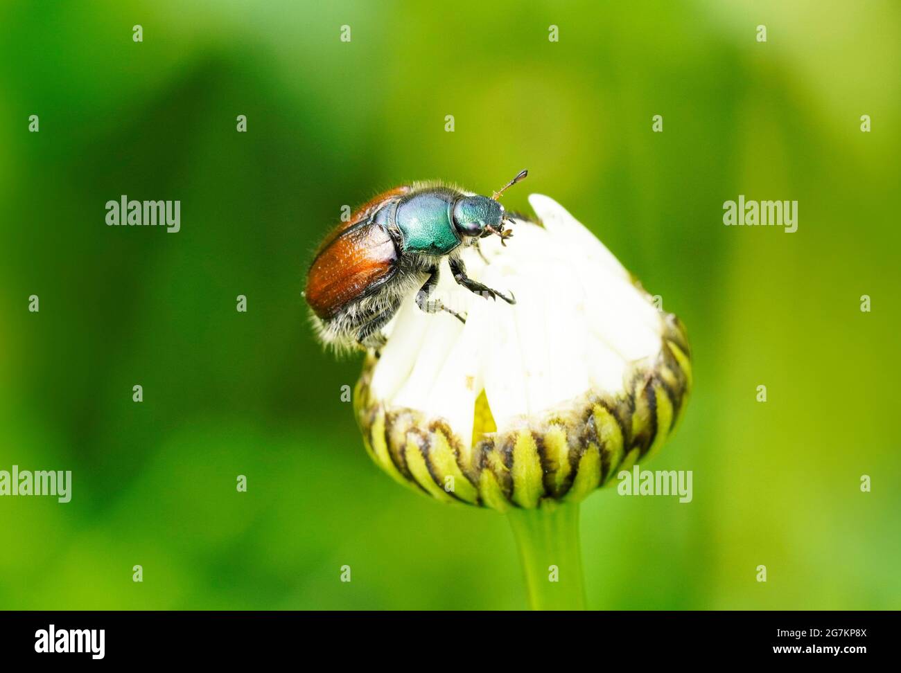 Garden chafer with a green-brown back. Phyllopertha horticola. Insect close up. Beetle of the scarab beetle family. Scarabaeidae Stock Photo