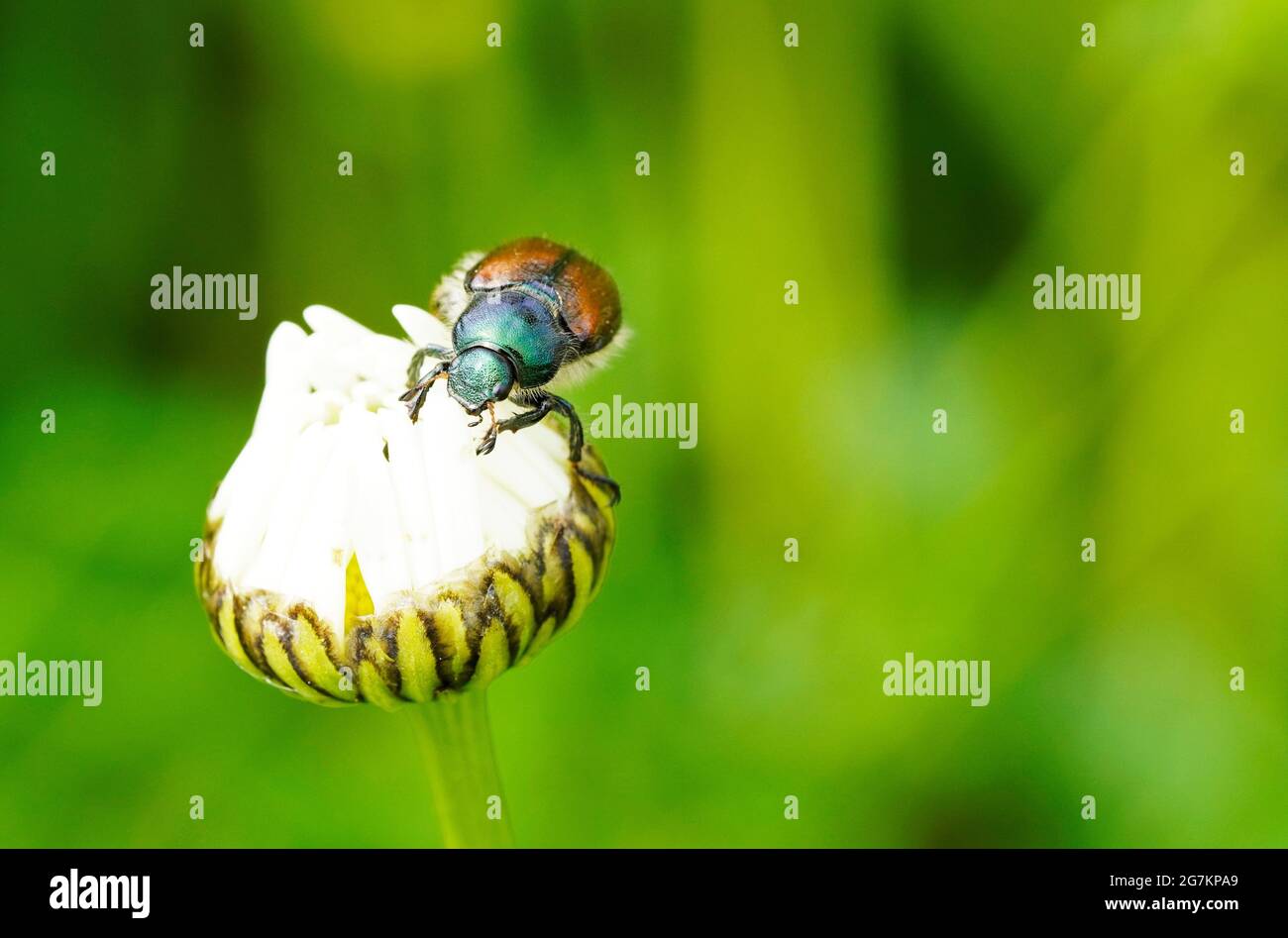 Garden chafer with a green-brown back. Phyllopertha horticola. Insect close up. Beetle of the scarab beetle family. Scarabaeidae Stock Photo