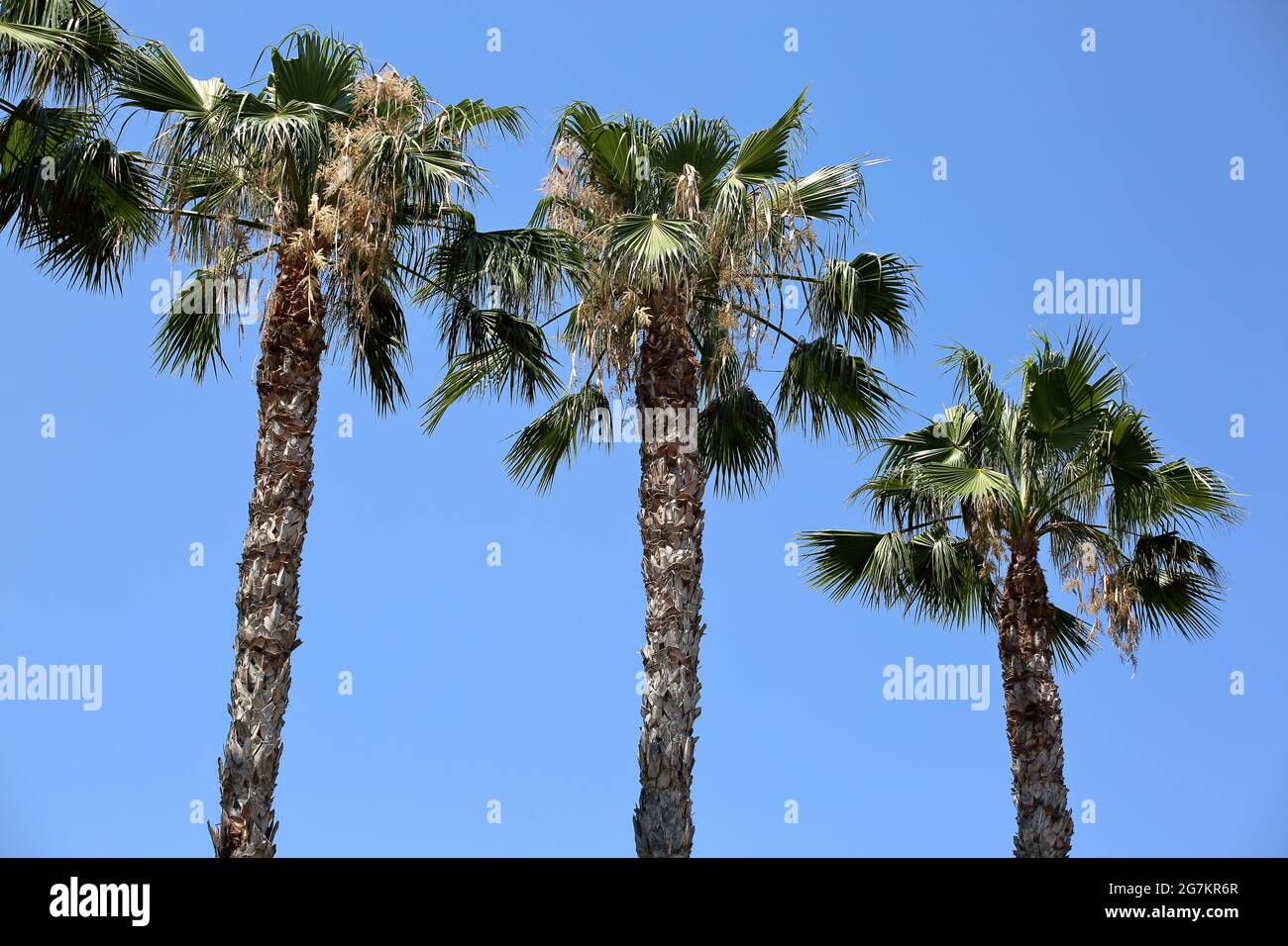 High palm trees against blue sky Stock Photo