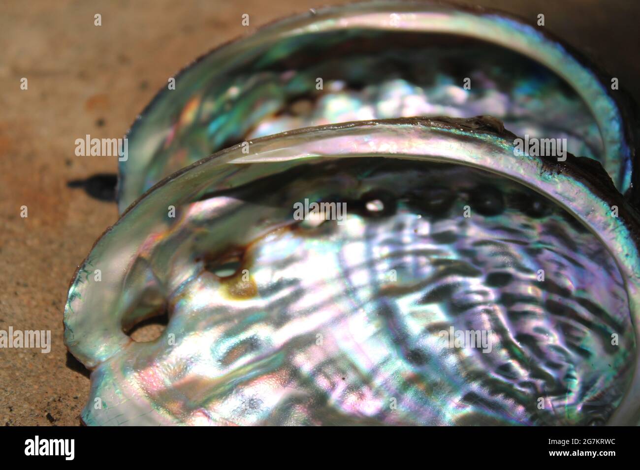 Abalone shells, revealing shiny interior Stock Photo Alamy