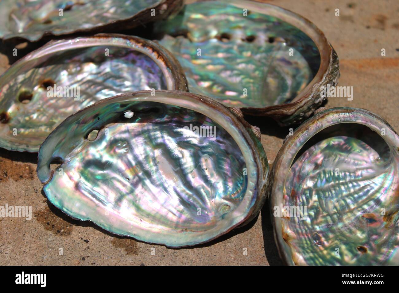 Abalone shells, revealing shiny interior Stock Photo Alamy