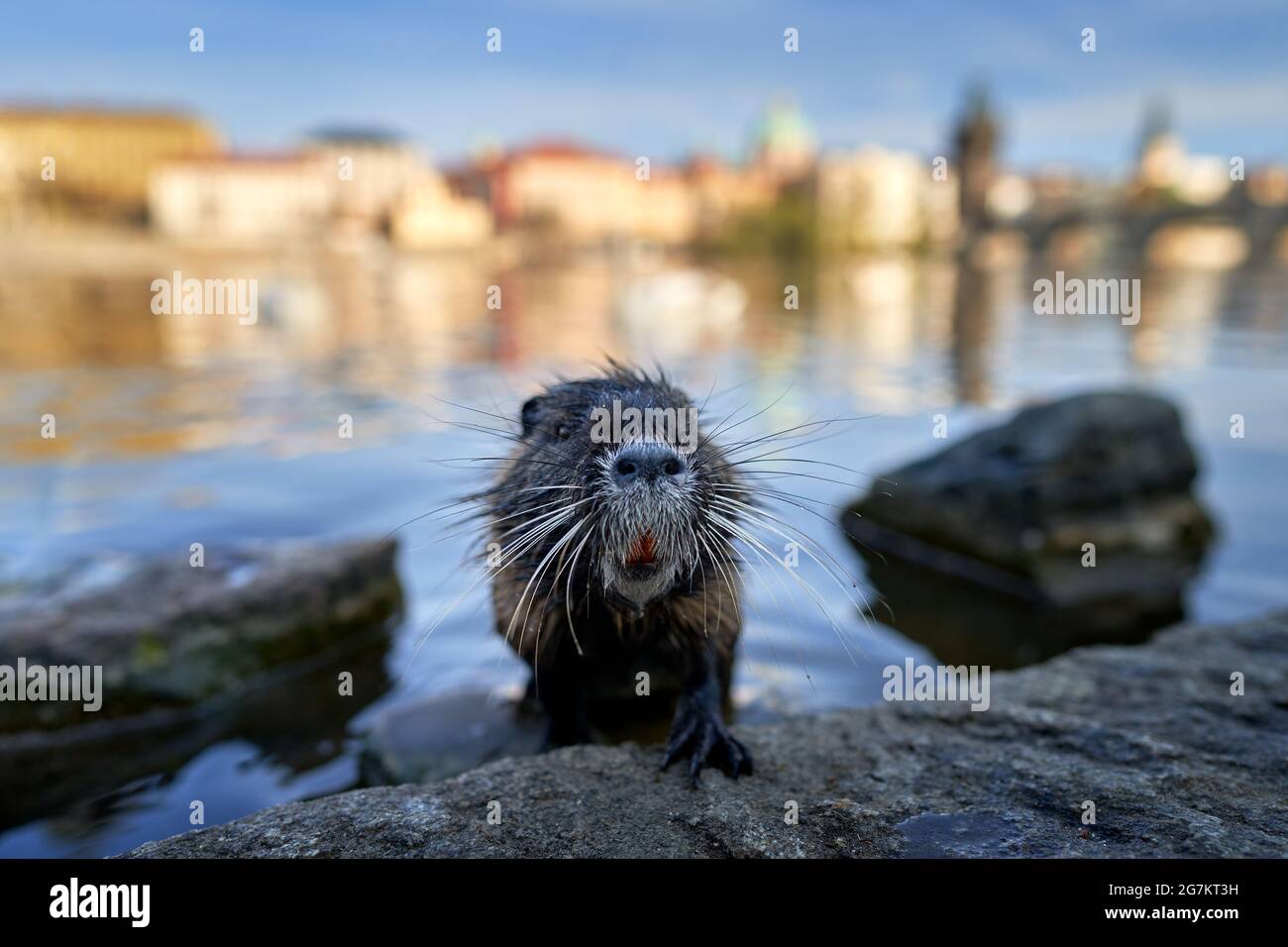 Nutria, wide angle with river city habitat, Vltava, Prague, Czech Republic. Myocastor coypus, big mouse with big tooth with house and bridge, Urben wi Stock Photo