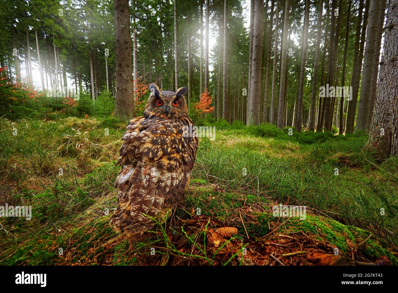 wide angle wildlife photography