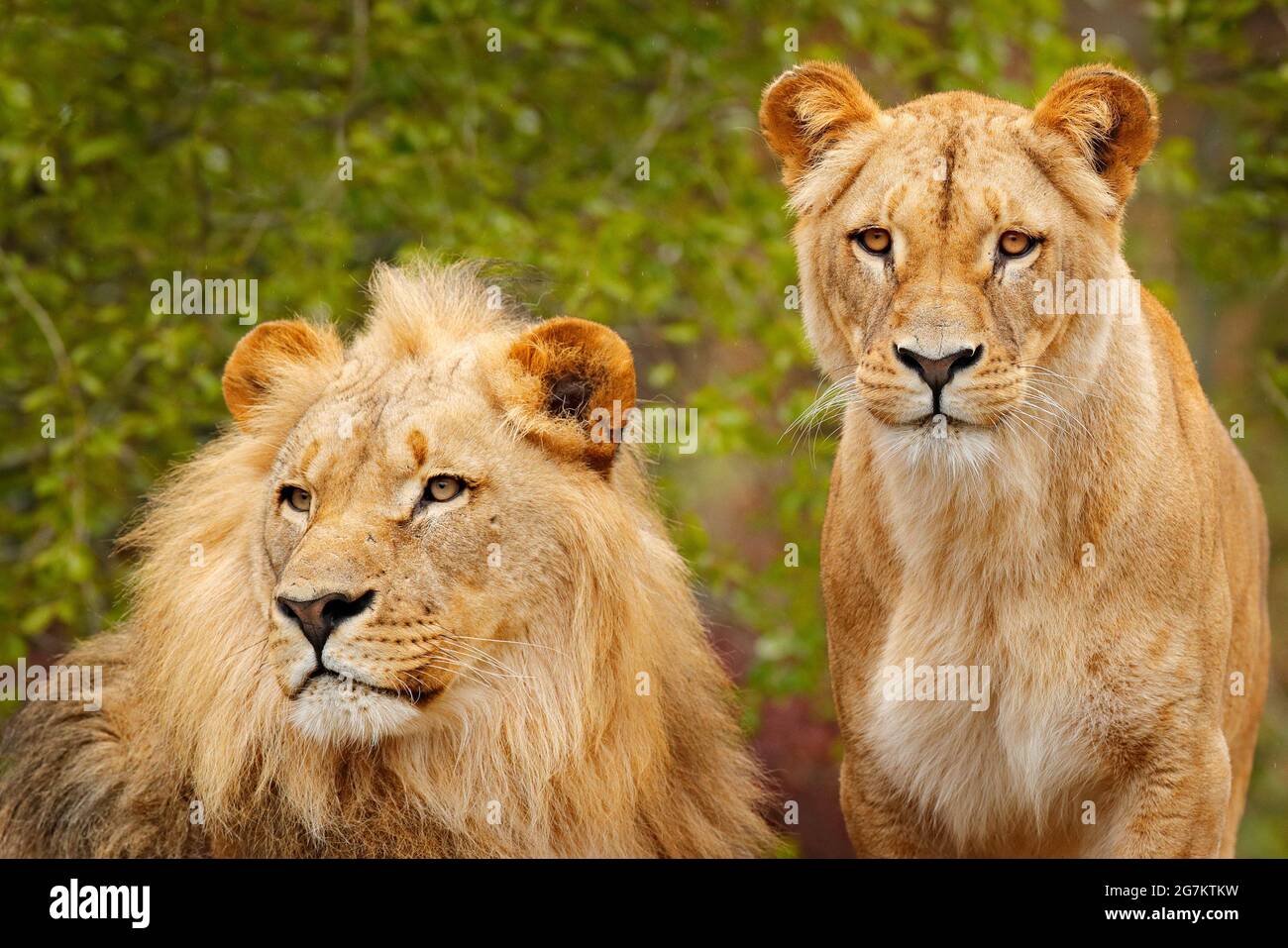 Pair of African lions, Panthera leo, detail of big animals with evening ...