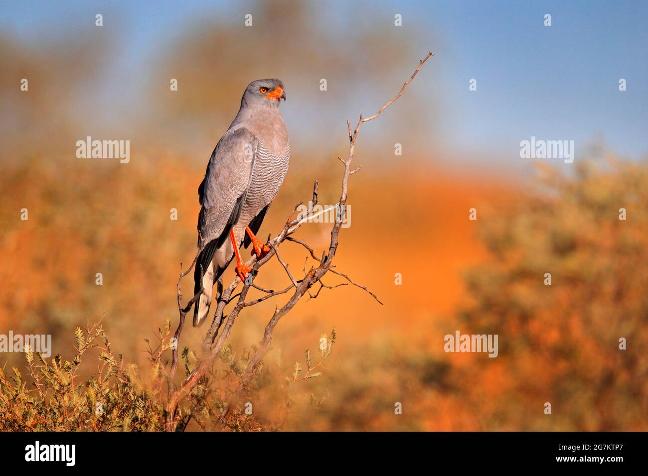 Colorful Desert Birds