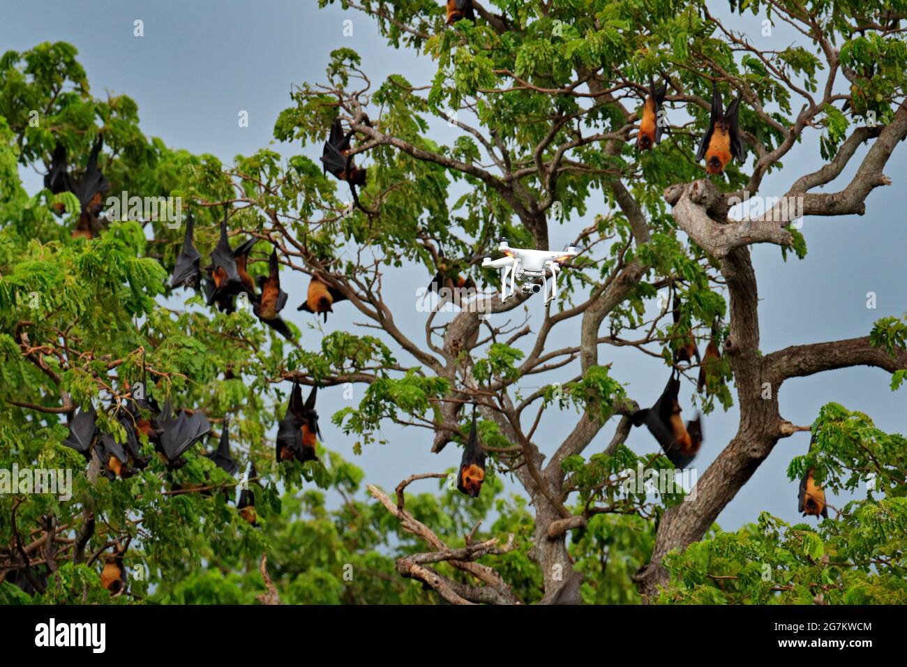 Drone wildlife photography in bat tree colony, Giant Indian Fruit Bat