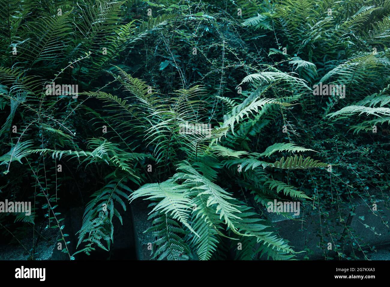 Species of ferns hi-res stock photography and images - Alamy