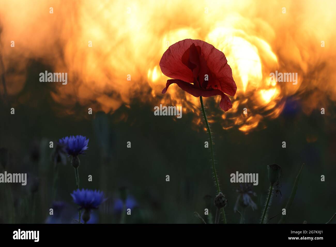 poppies field in sunset Stock Photo - Alamy