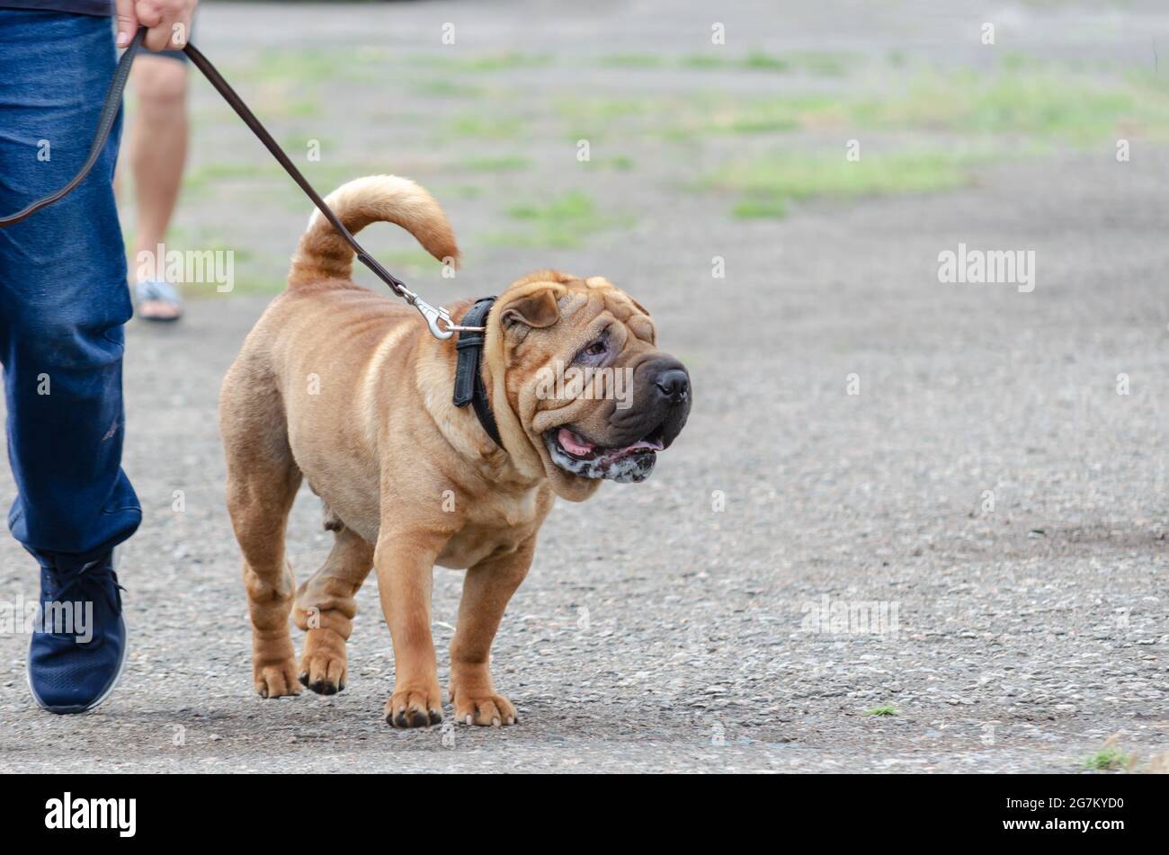 Lower section of man walking his pet on leash. Modern meat-mouth Shar Pei. Lifestyle. Stock Photo