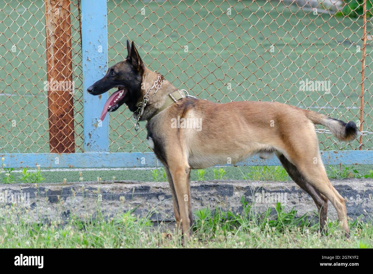 Belgian Sheepdog or the Chien de Berger Belge. Breed of dog have been used as herding, assistance, companion, detection, guard, guide, police, and sea Stock Photo