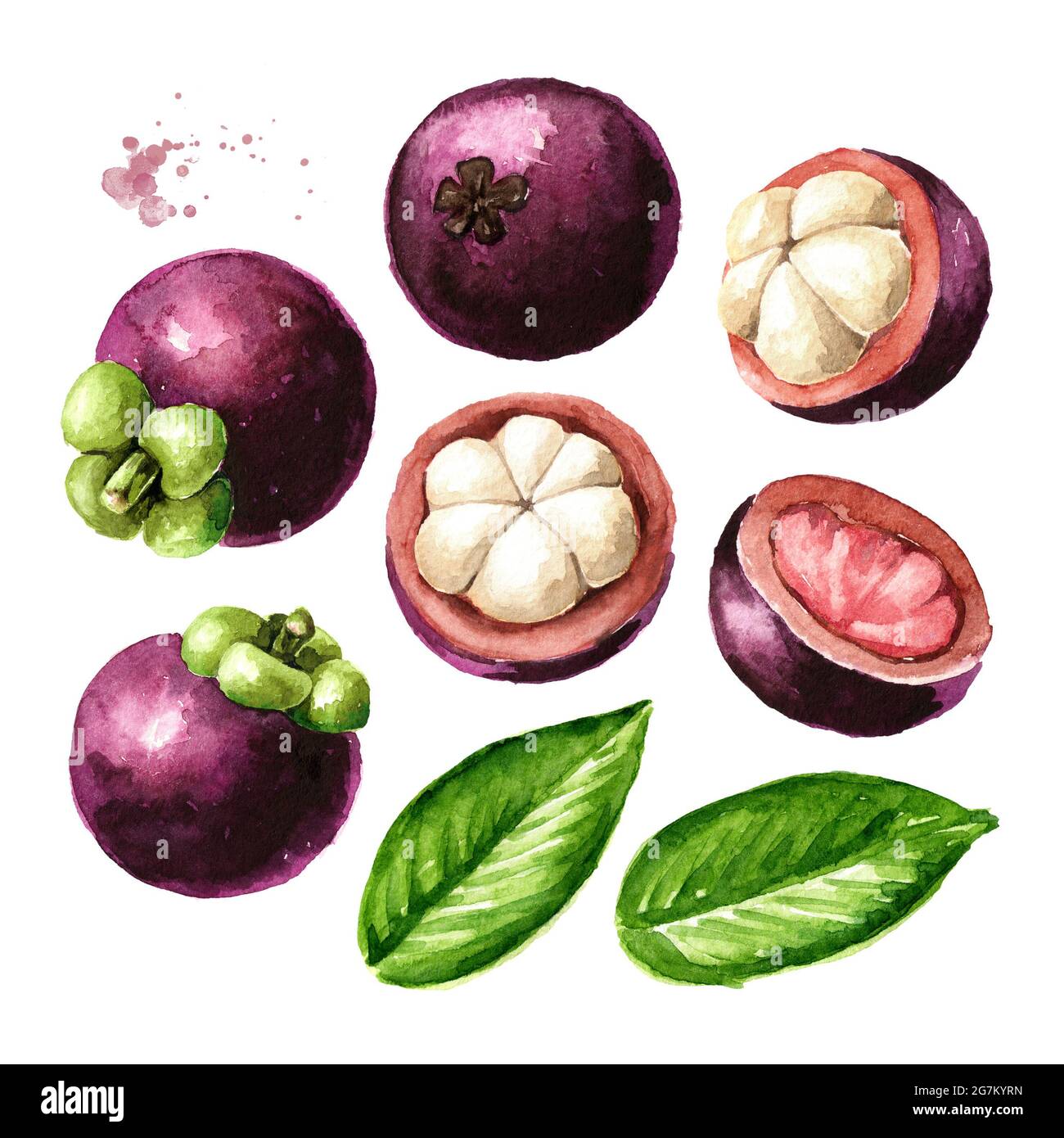 Fresh ripe Mangosteens set. Whole and cut mangosteen fruits, Watercolor