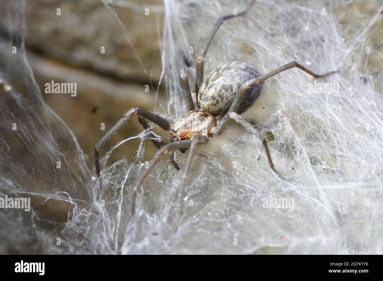 Barn funnel weaver close up on its cobweb. Tegenaria domestica. Common european house spider. Stock Photo