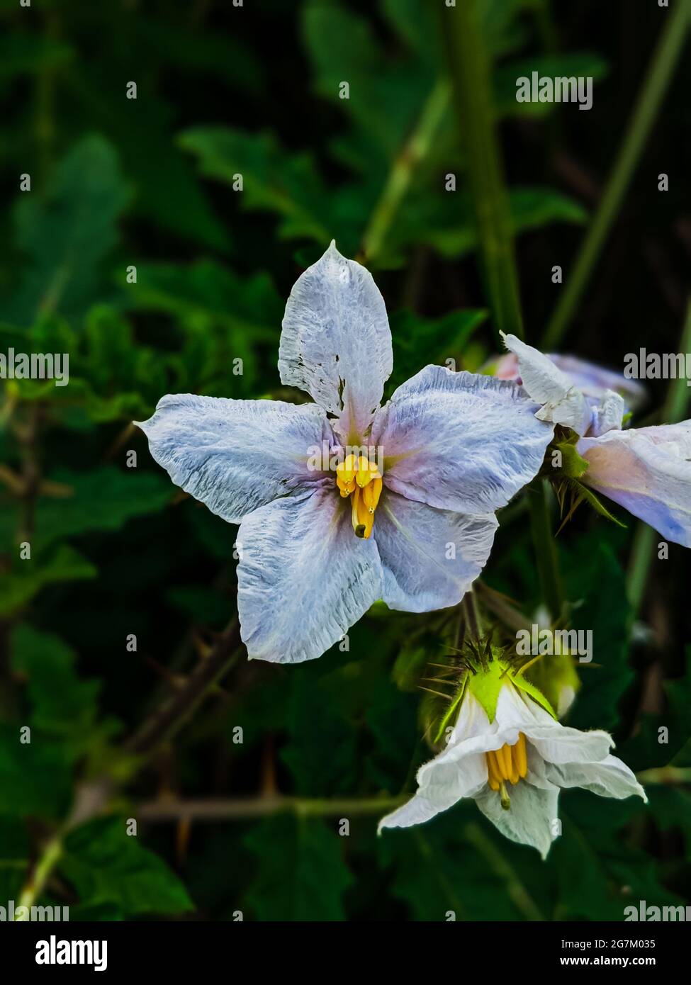 Vertical shot of Solanum Carolinense flower on a green leaves background Stock Photo