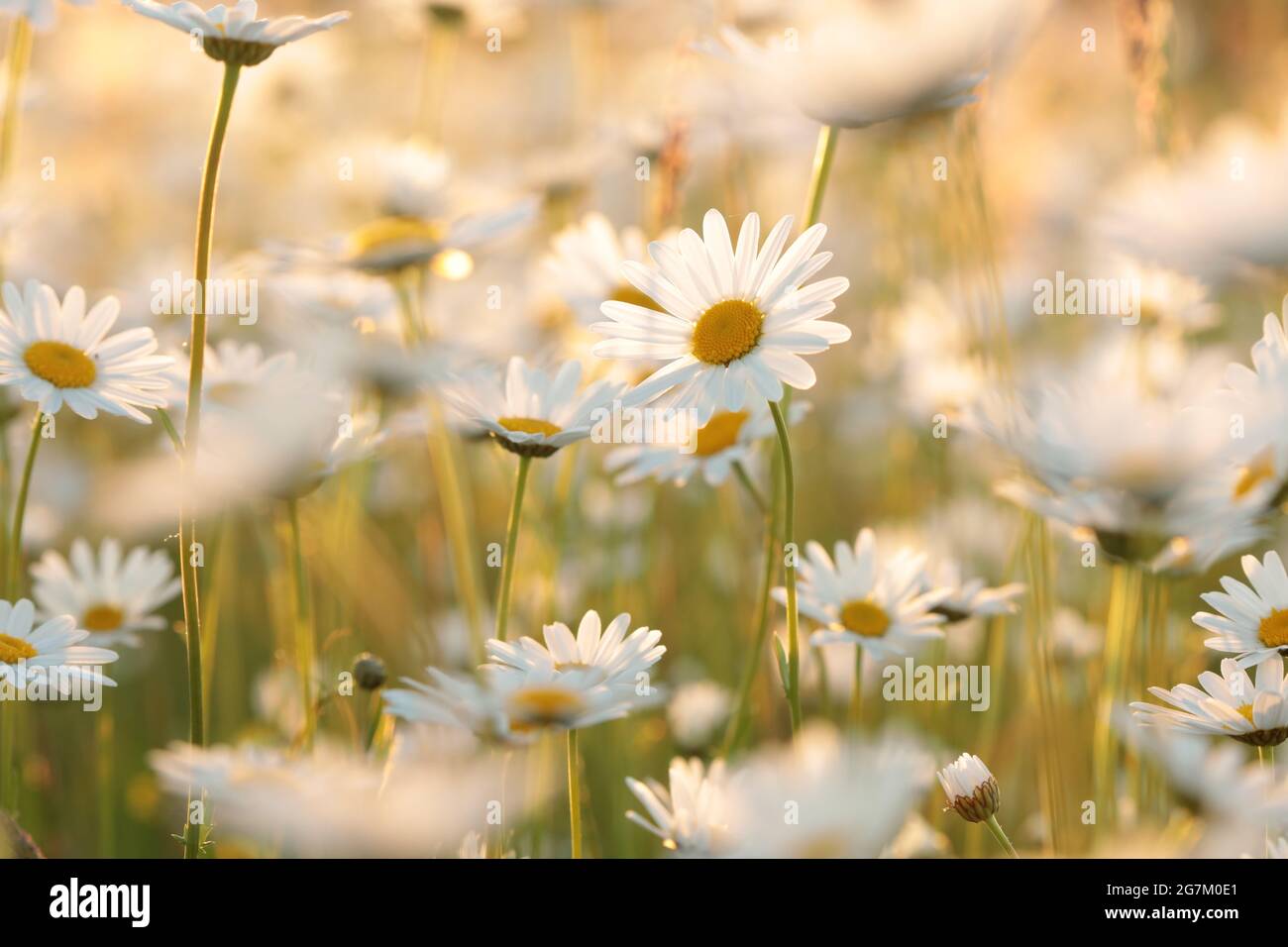 Daisies on a spring meadow at dusk Stock Photo