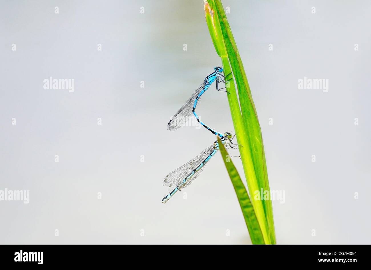 Two blue spinster dragonflies mating. Insects close up on a blade of ...