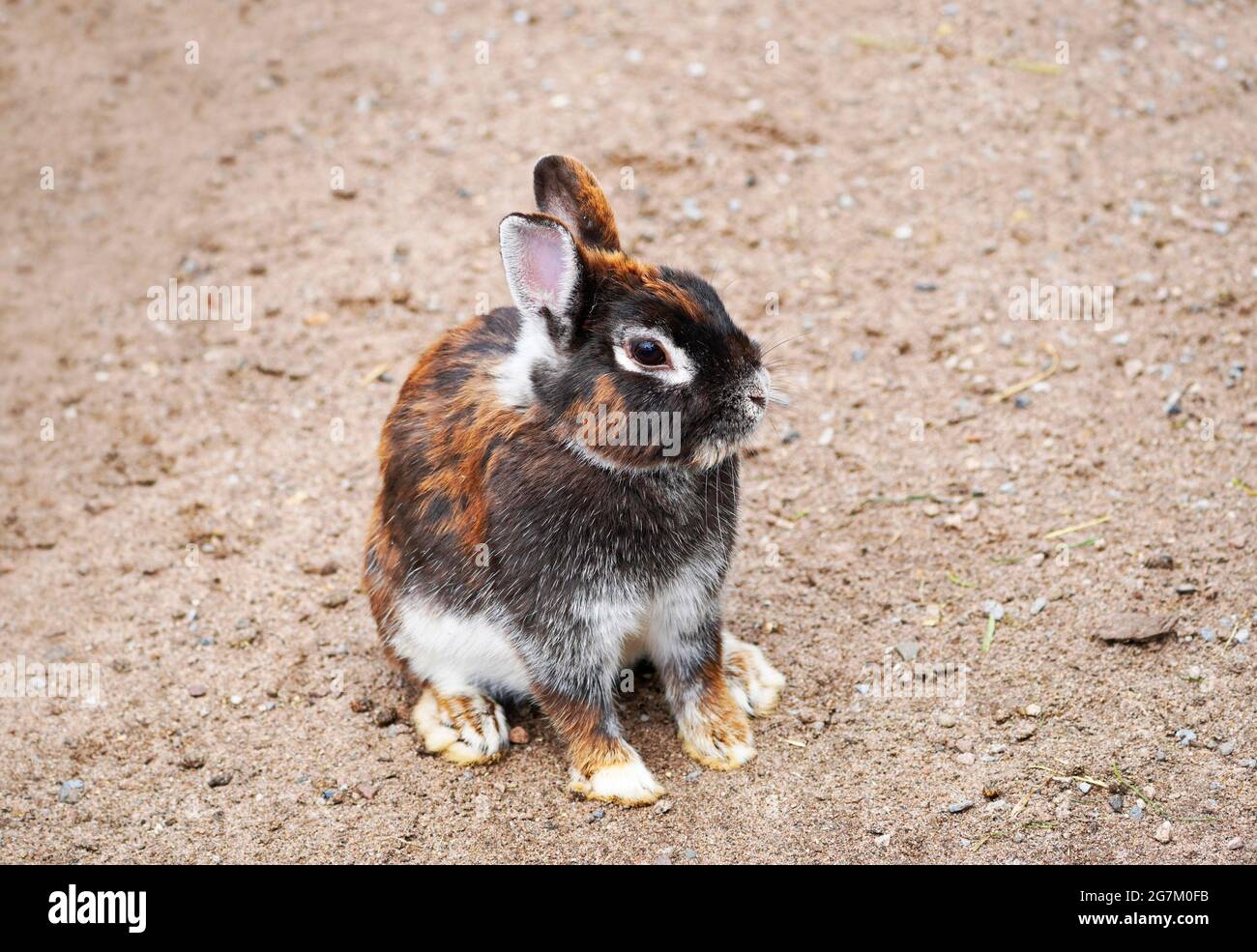 Rabbit with brown white fur sits on the ground. Animal in close up. Leporidae Stock Photo