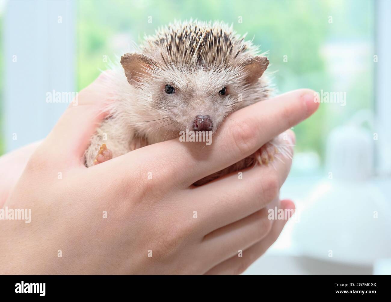 African pygmy hedgehog sitting on his hands. Cute homemade hand hedgehog looks at the camera. High quality photo Stock Photo