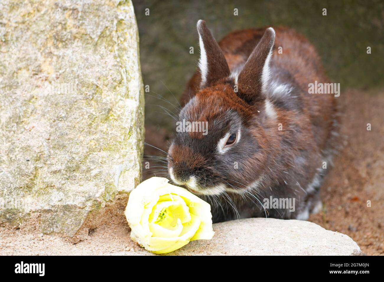 Brown rabbit eating lettuce. Pet close up Stock Photo Alamy
