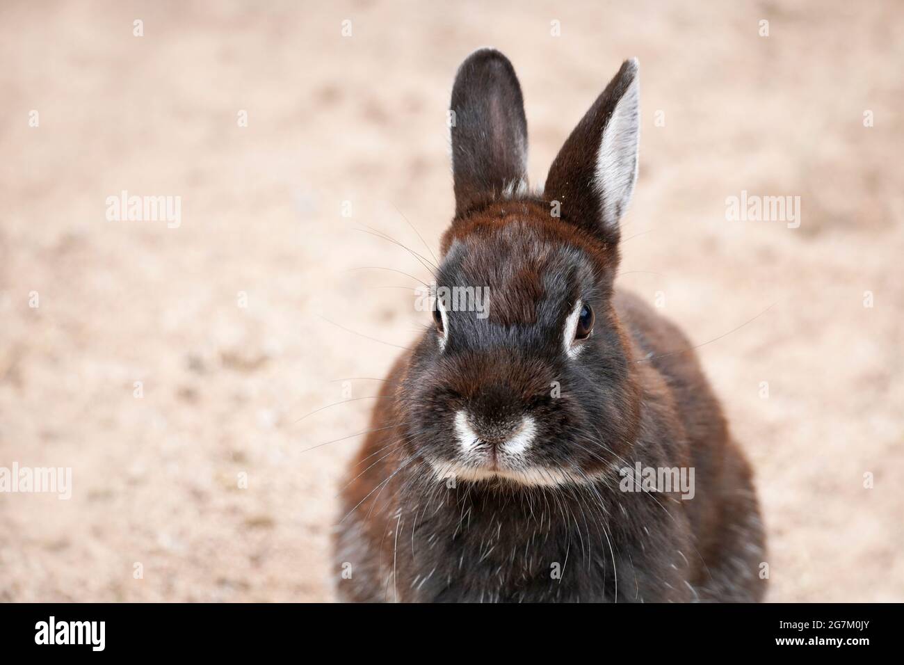 Rabbit with brown white fur sits on the ground. Animal in close up. Leporidae Stock Photo