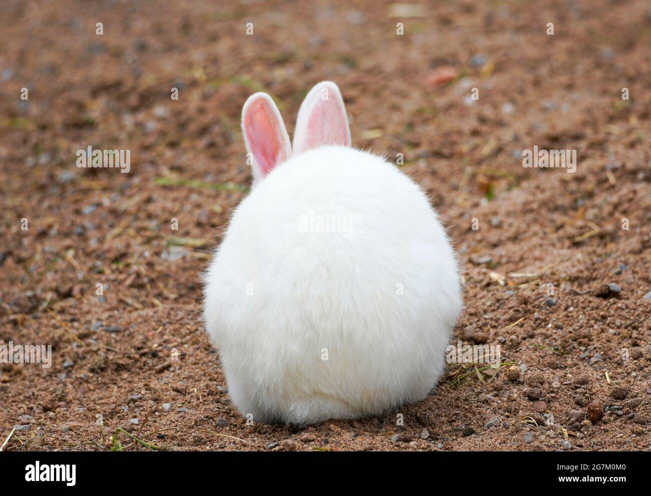 Rabbit with white fur and pink ears in rear view. Leporidae Stock Photo