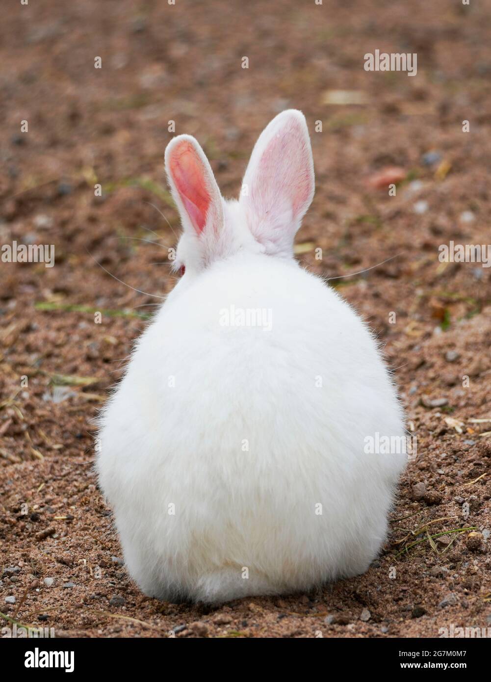 Rabbit with white fur and pink ears in rear view. Leporidae Stock Photo