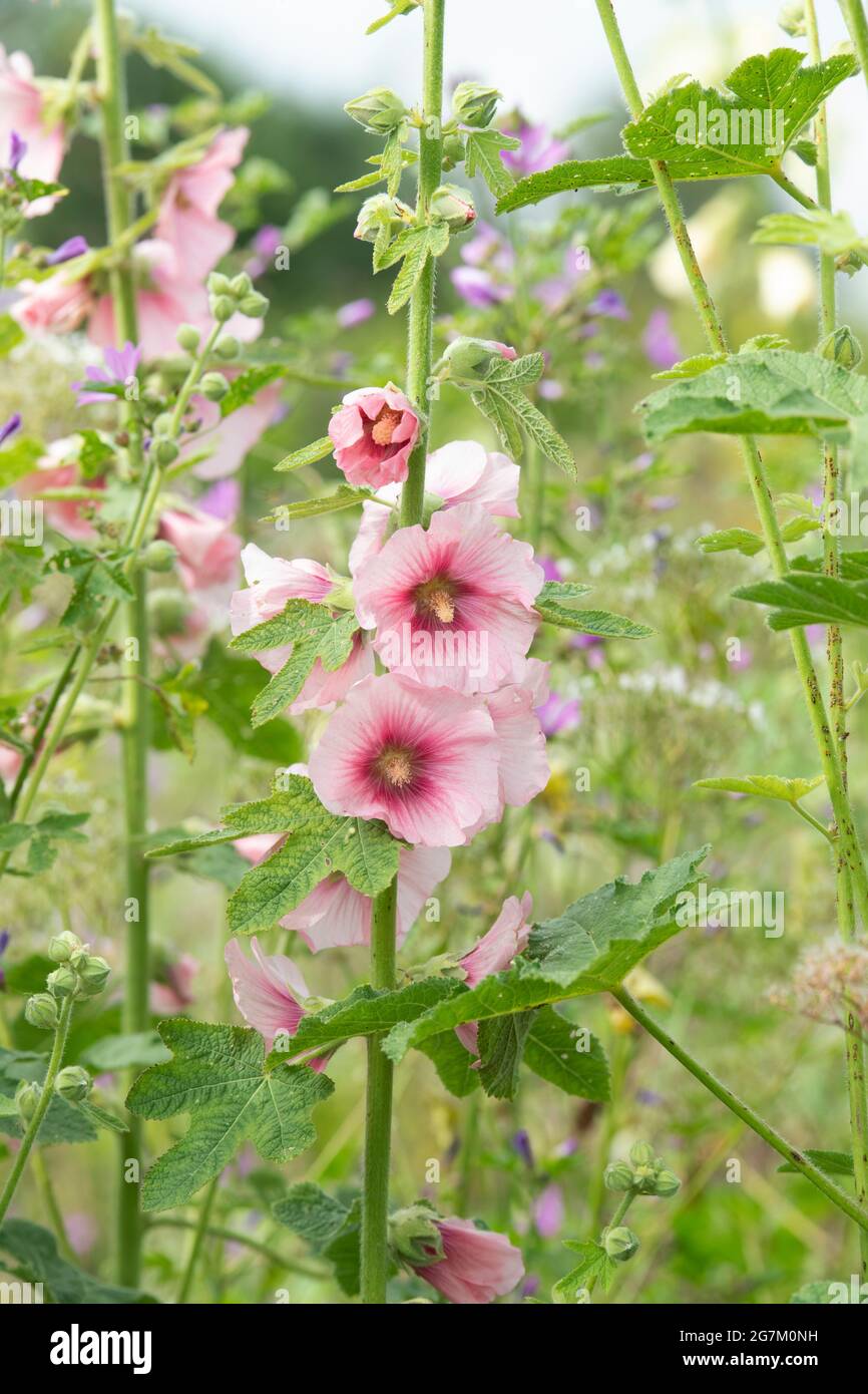 Alcea rosea. Pink Hollyhock flowers in an English garden. UK Stock Photo